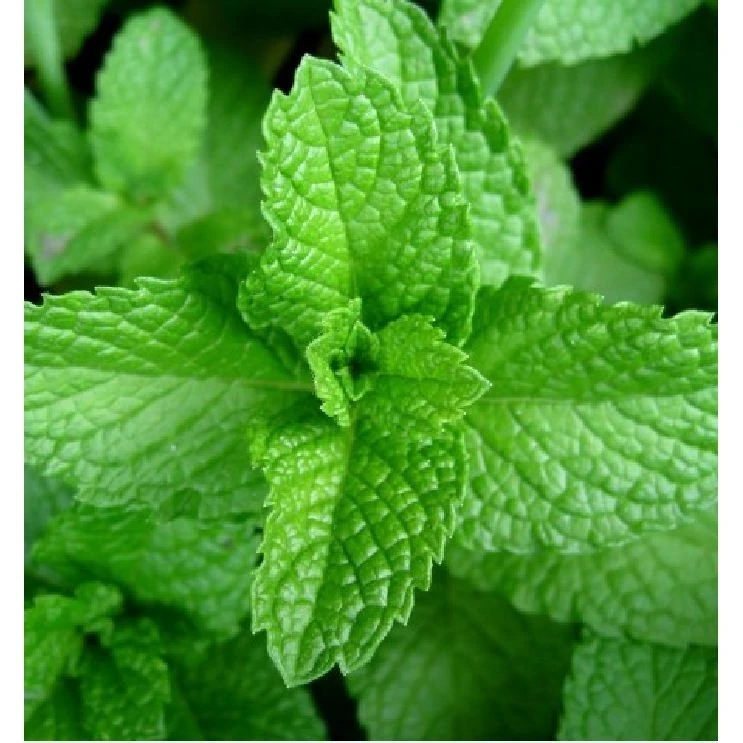 Hạt giống húng lủi - Húng bạc hà | gói 3gr