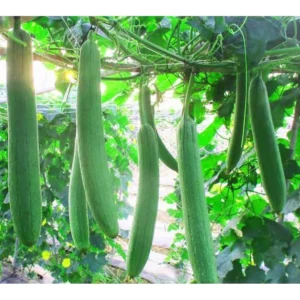 Hạt giống mướp Hương - Chất lượng cao