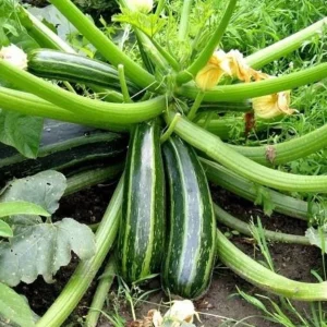 Hạt giống bí ngòi xanh - Dễ trồng