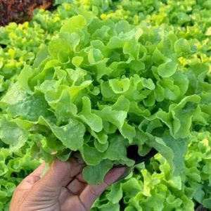 Hạt giống xà lách sồi xanh OkaLeaf