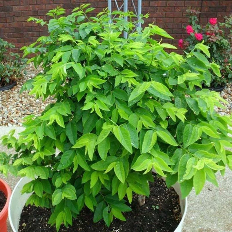 Hạt giống rau ngót ta 1gr | Giống F1