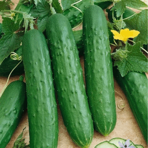 Hạt giống dưa chuột Nếp